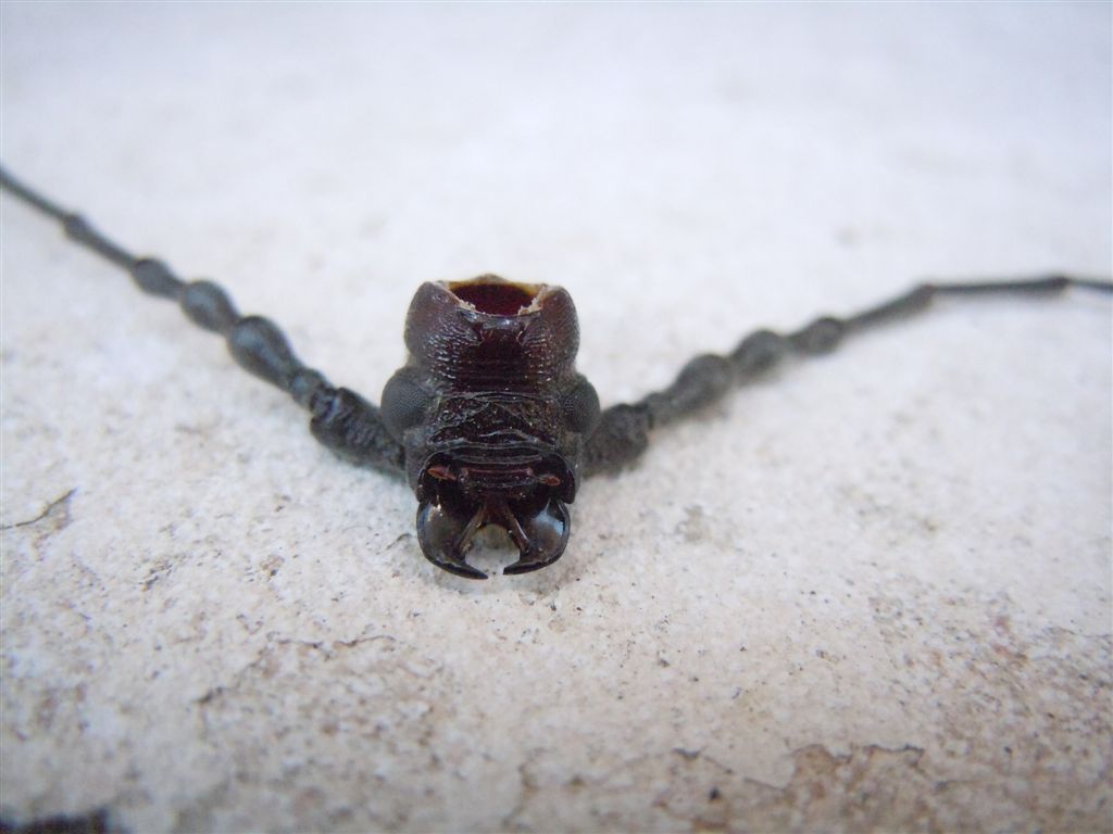 Enorme Cerambycidae - Cerambyx welensii